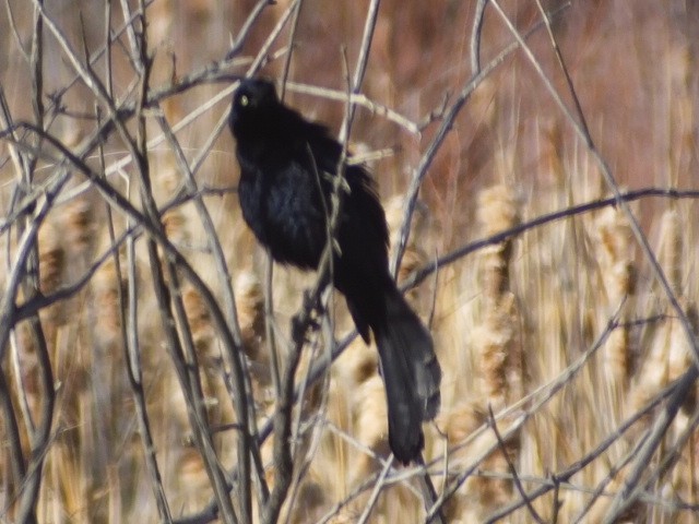 Great-tailed Grackle - ML608346990