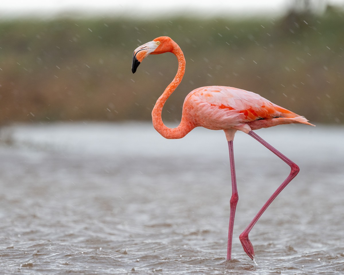 American Flamingo - Ron Buening