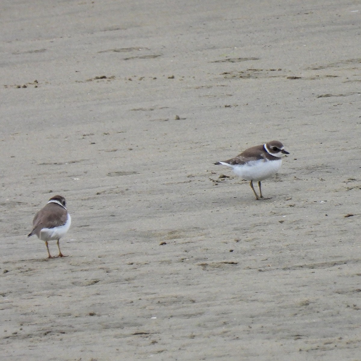 ebird-checklist-25-aug-2023-moss-landing-jetty-road-north-jetty