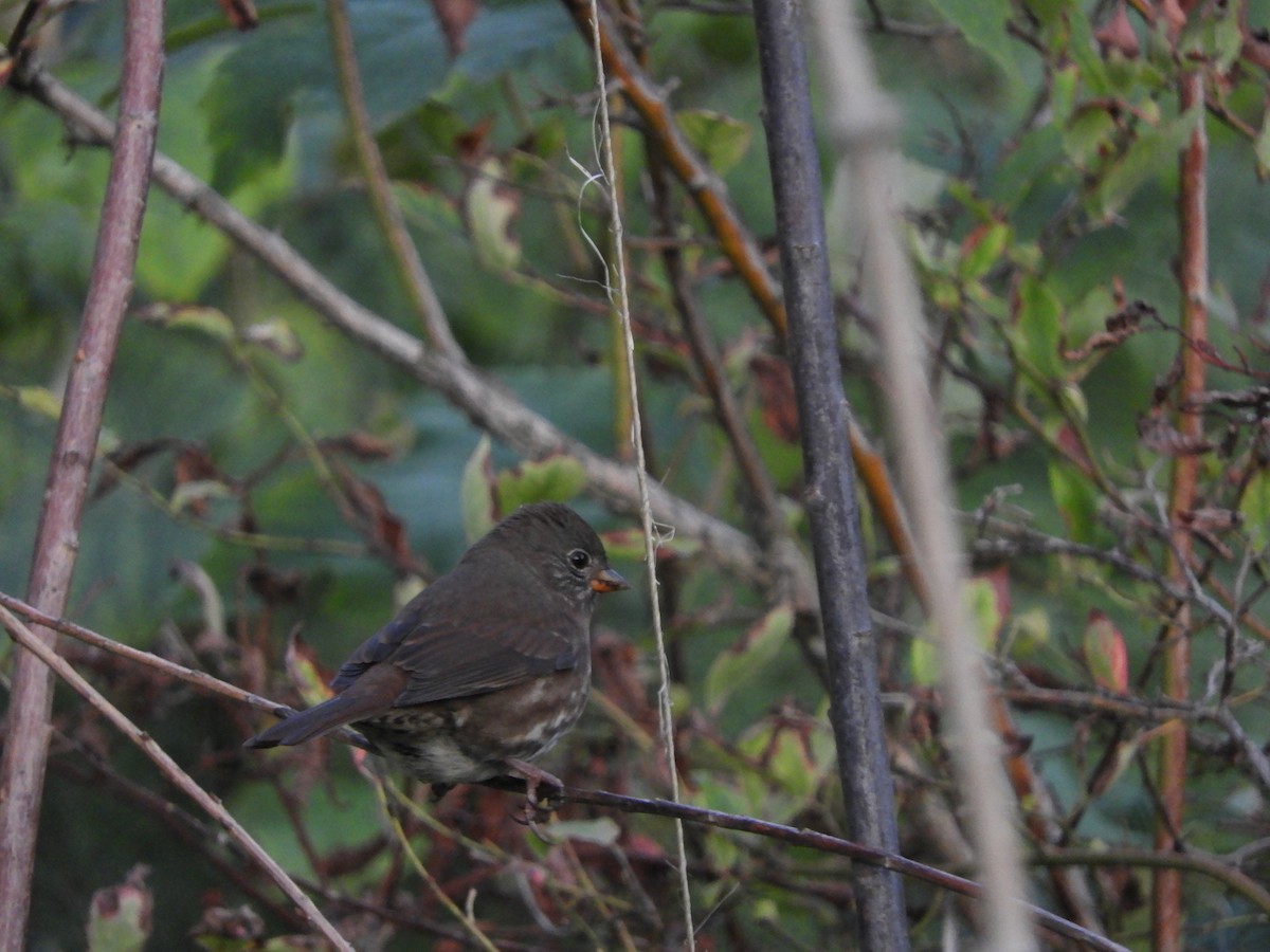 Fox Sparrow (Sooty) - ML608347512