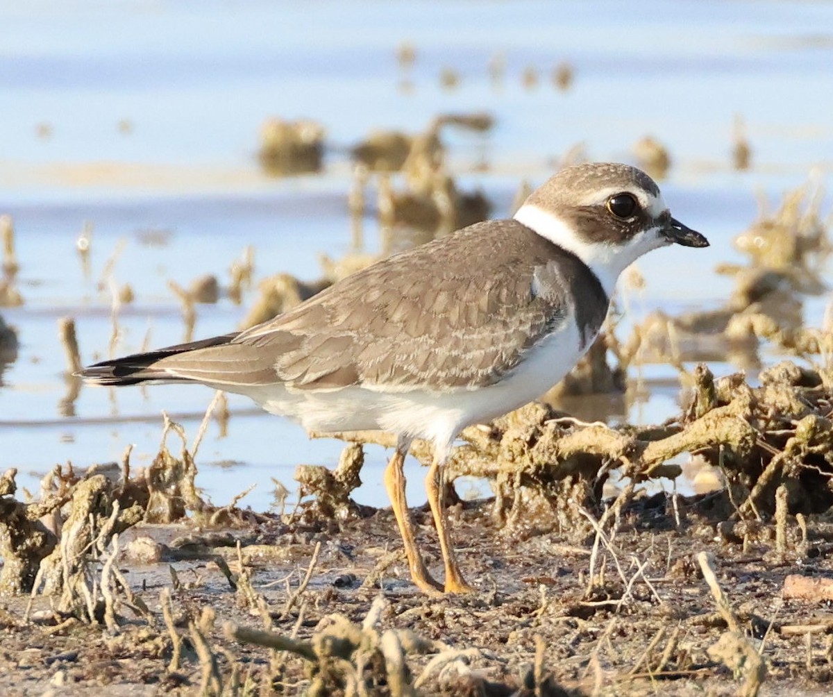 Semipalmated Plover - ML608347581