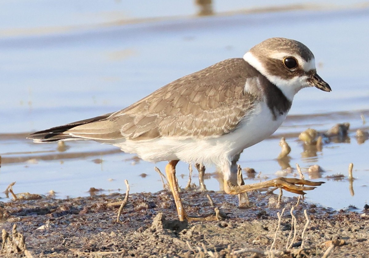 Semipalmated Plover - ML608347582