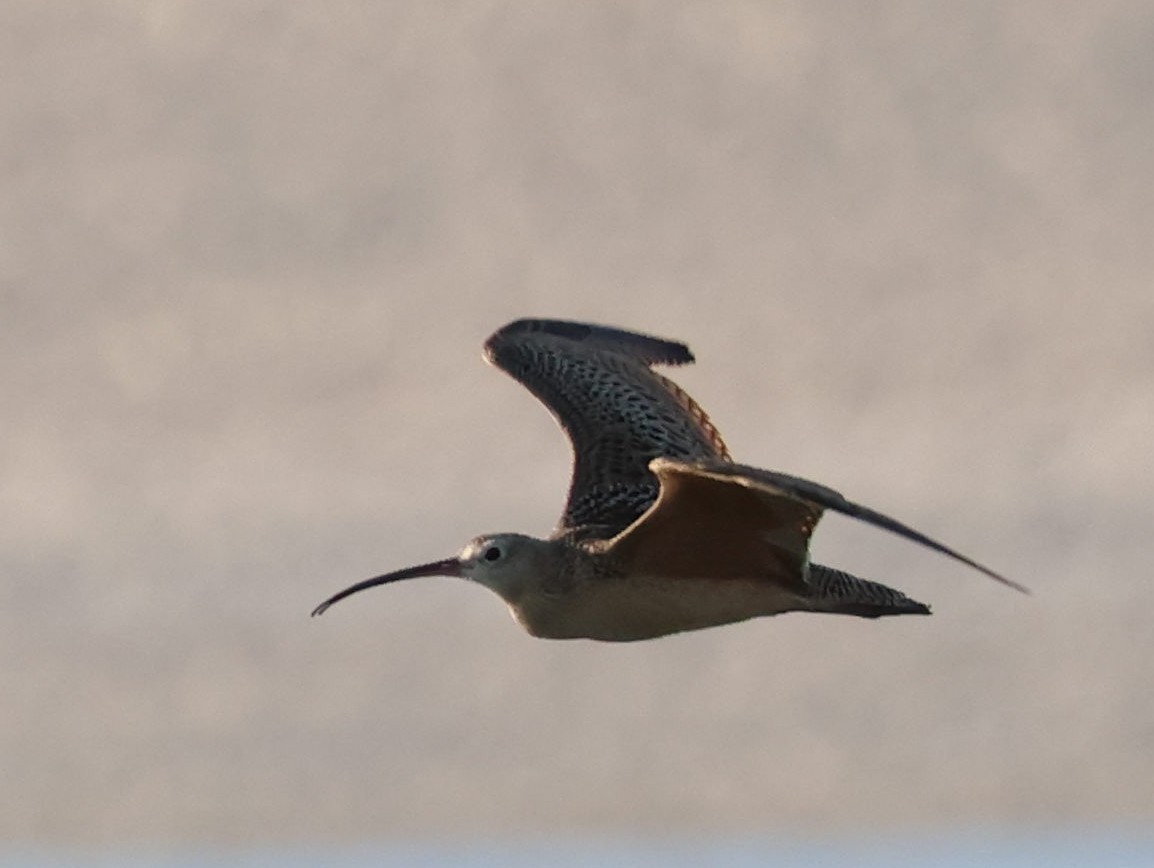 Long-billed Curlew - ML608347584