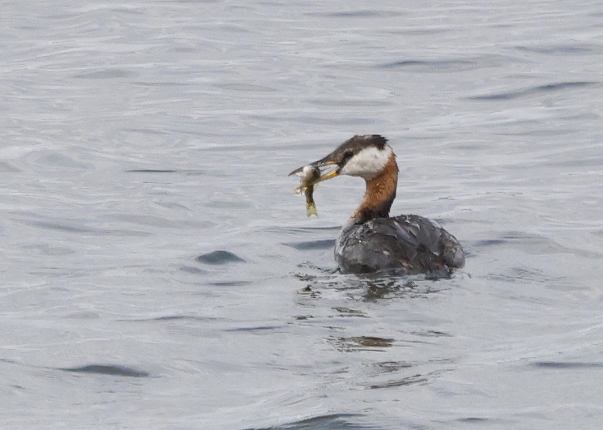 Red-necked Grebe - ML608347685