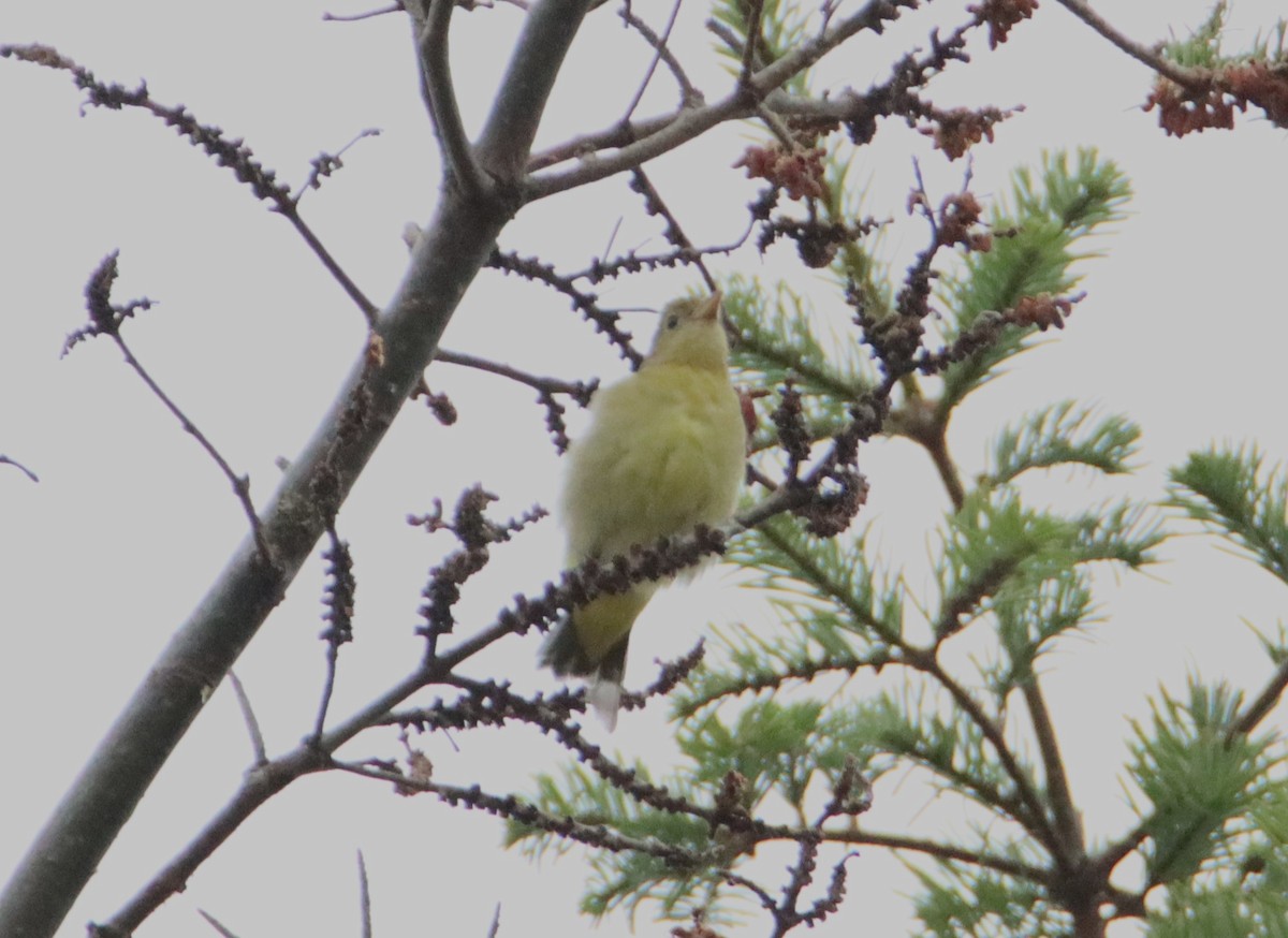 Western Tanager - ML608348695