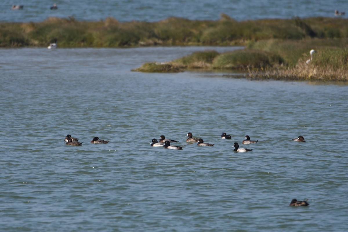 Greater Scaup - ML608349145