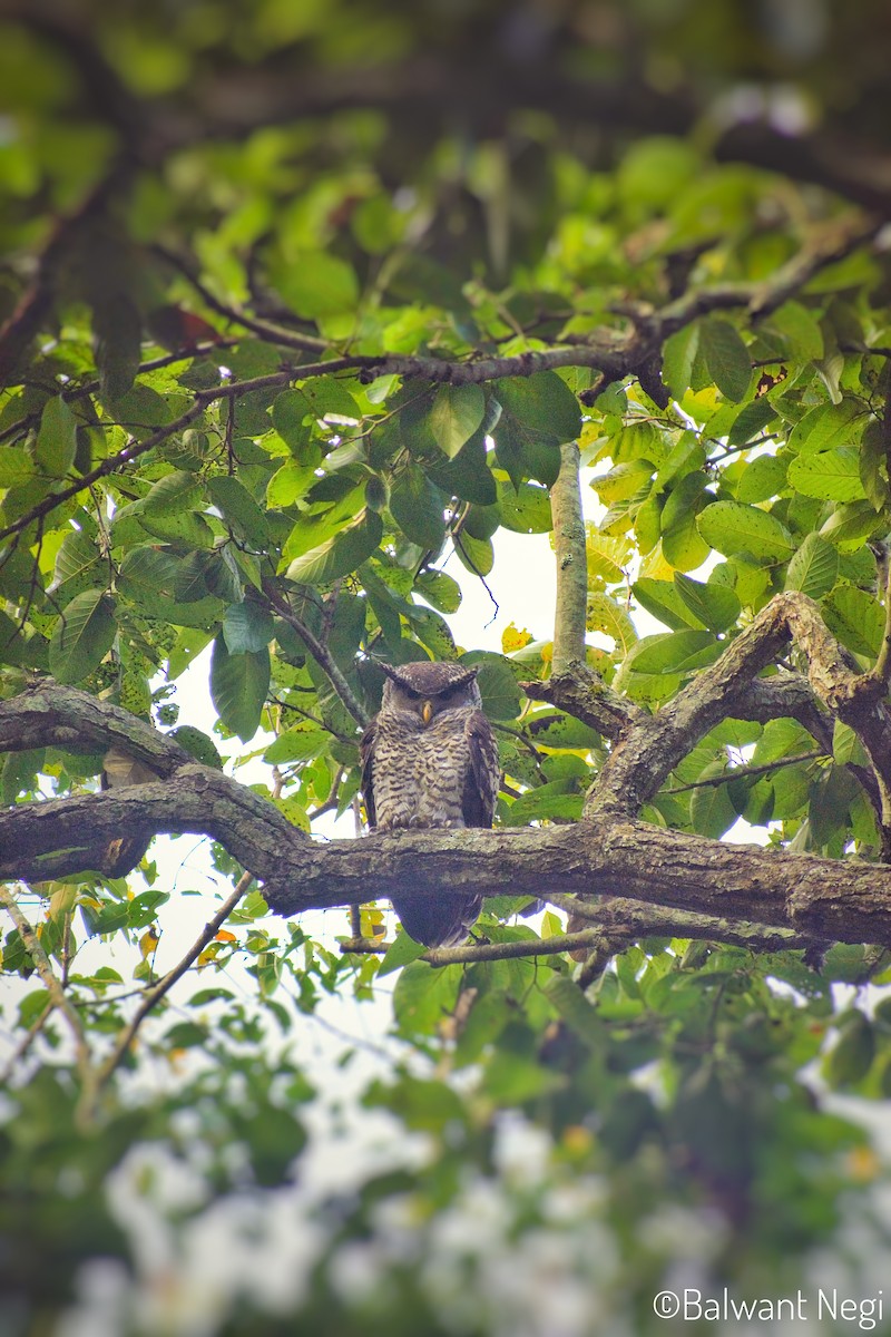 Spot-bellied Eagle-Owl - ML608349197