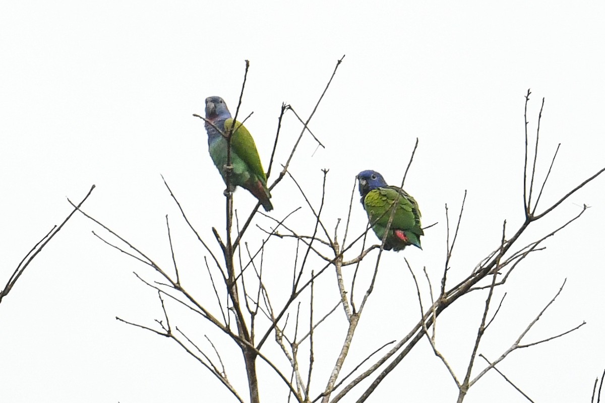 Blue-headed Parrot - ML608349477