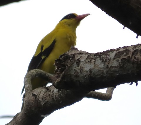 Black-naped Oriole - eBird