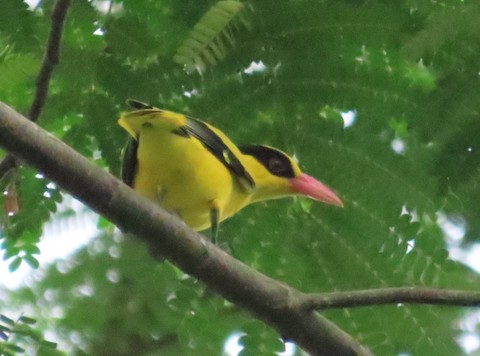 Black-naped Oriole - eBird