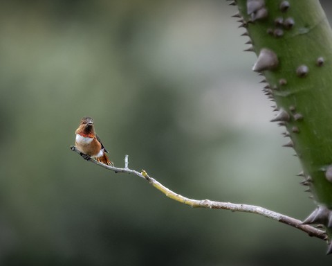 Allen's Hummingbird - James Kendall