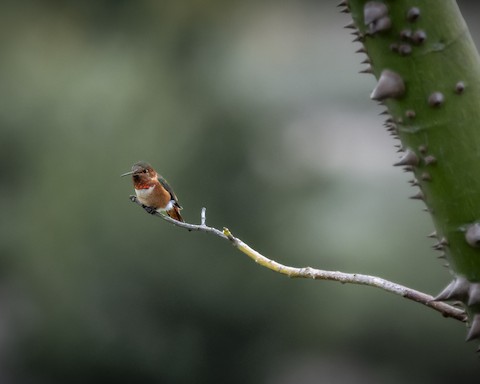 Allen's Hummingbird - James Kendall