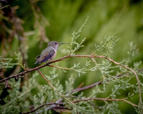 Allen's Hummingbird - James Kendall