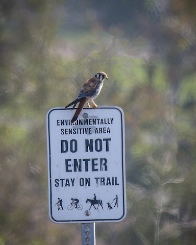 American Kestrel - James Kendall