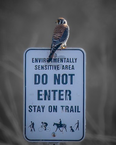 American Kestrel - James Kendall