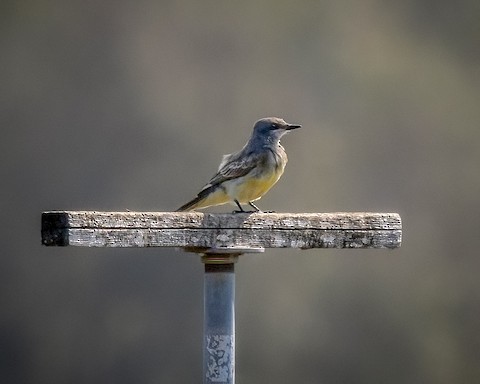 Cassin's Kingbird - James Kendall