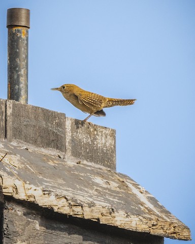 House Wren - James Kendall