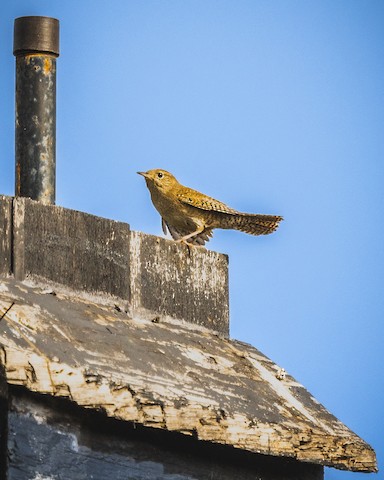 House Wren - James Kendall