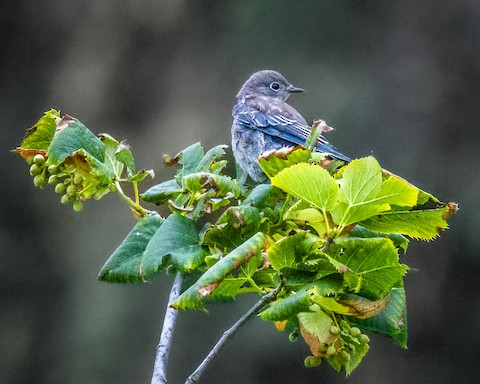 Western Bluebird - James Kendall