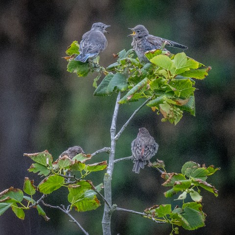 House Finch - James Kendall