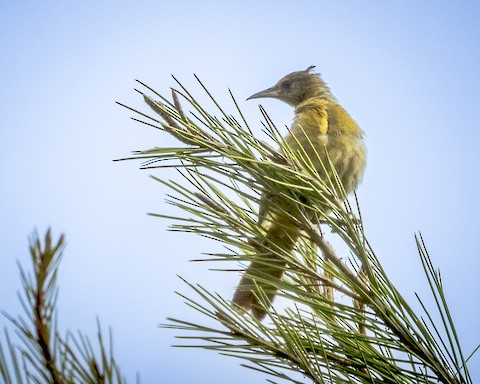 Hooded Oriole - James Kendall