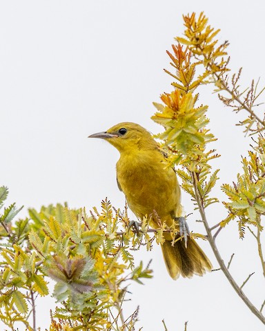 Hooded Oriole - James Kendall