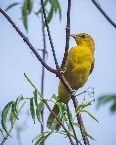 Hooded Oriole - James Kendall