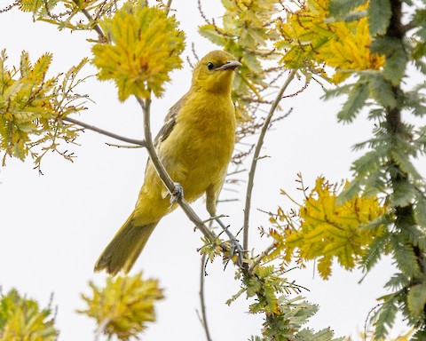 Hooded Oriole - James Kendall