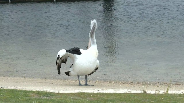 pelikán australský - ML608349735
