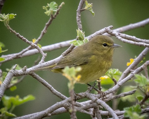 Orange-crowned Warbler - James Kendall