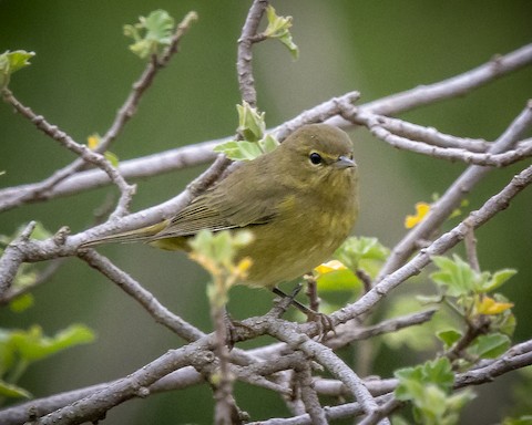 Orange-crowned Warbler - James Kendall