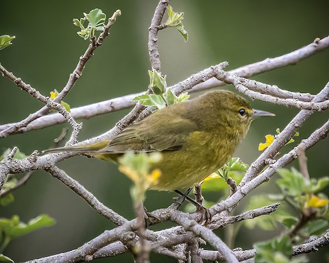 Orange-crowned Warbler - James Kendall