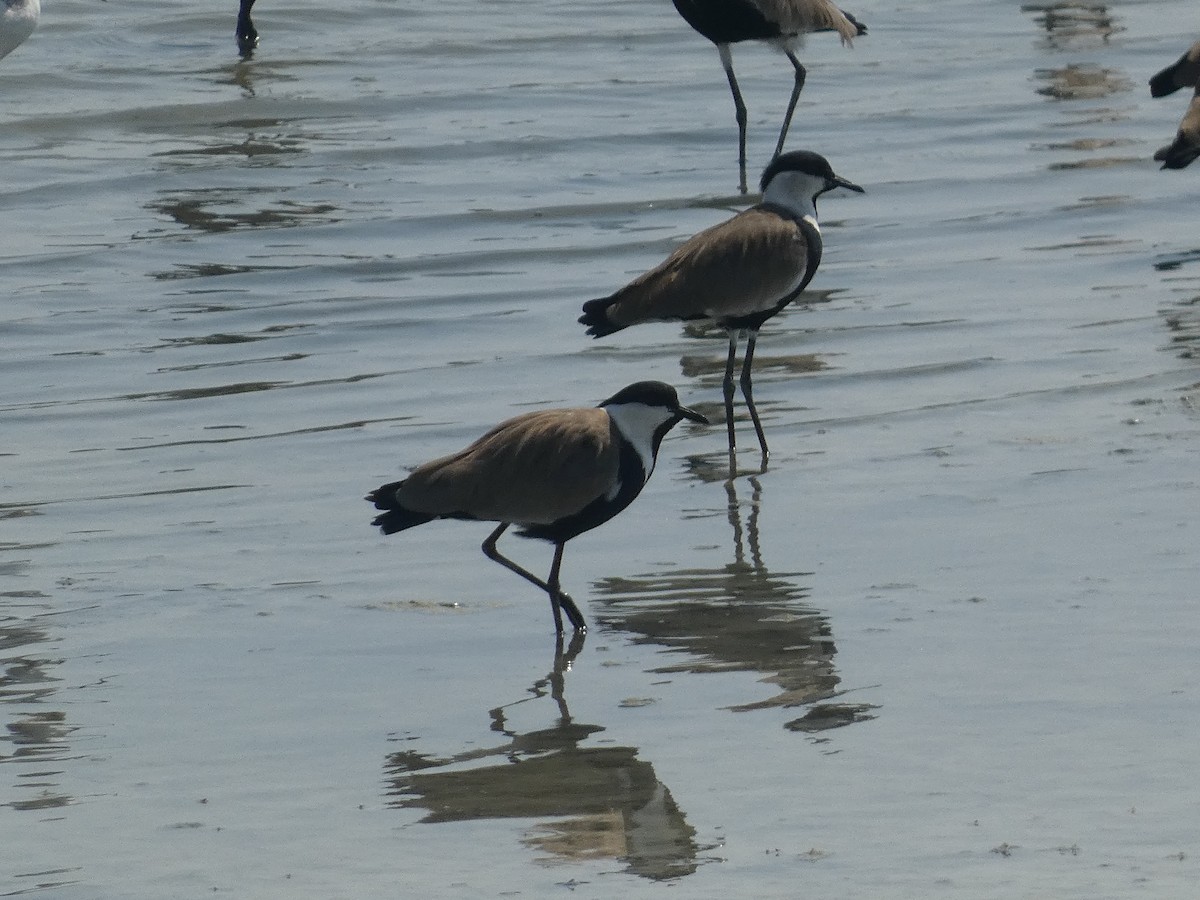 Spur-winged Lapwing - ML608349825