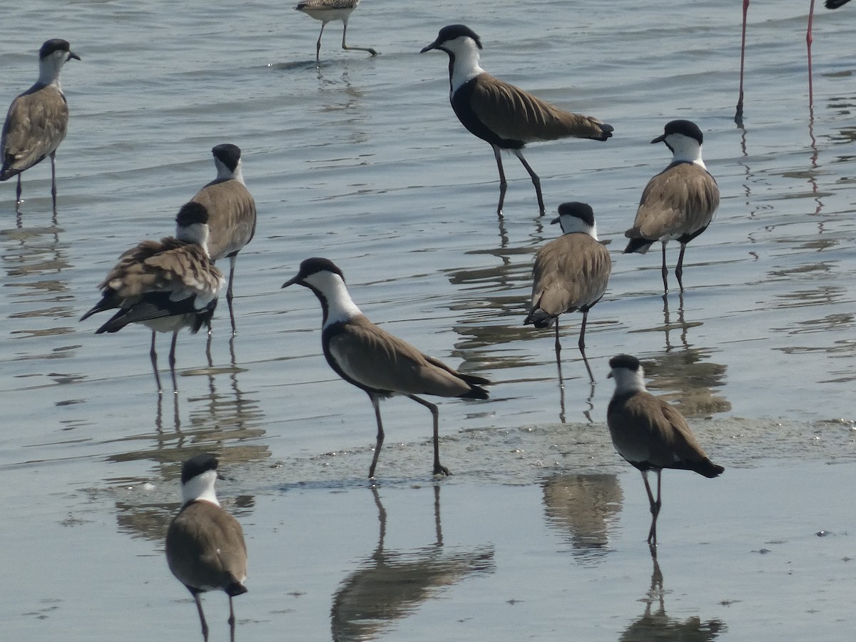 Spur-winged Lapwing - ML608349826