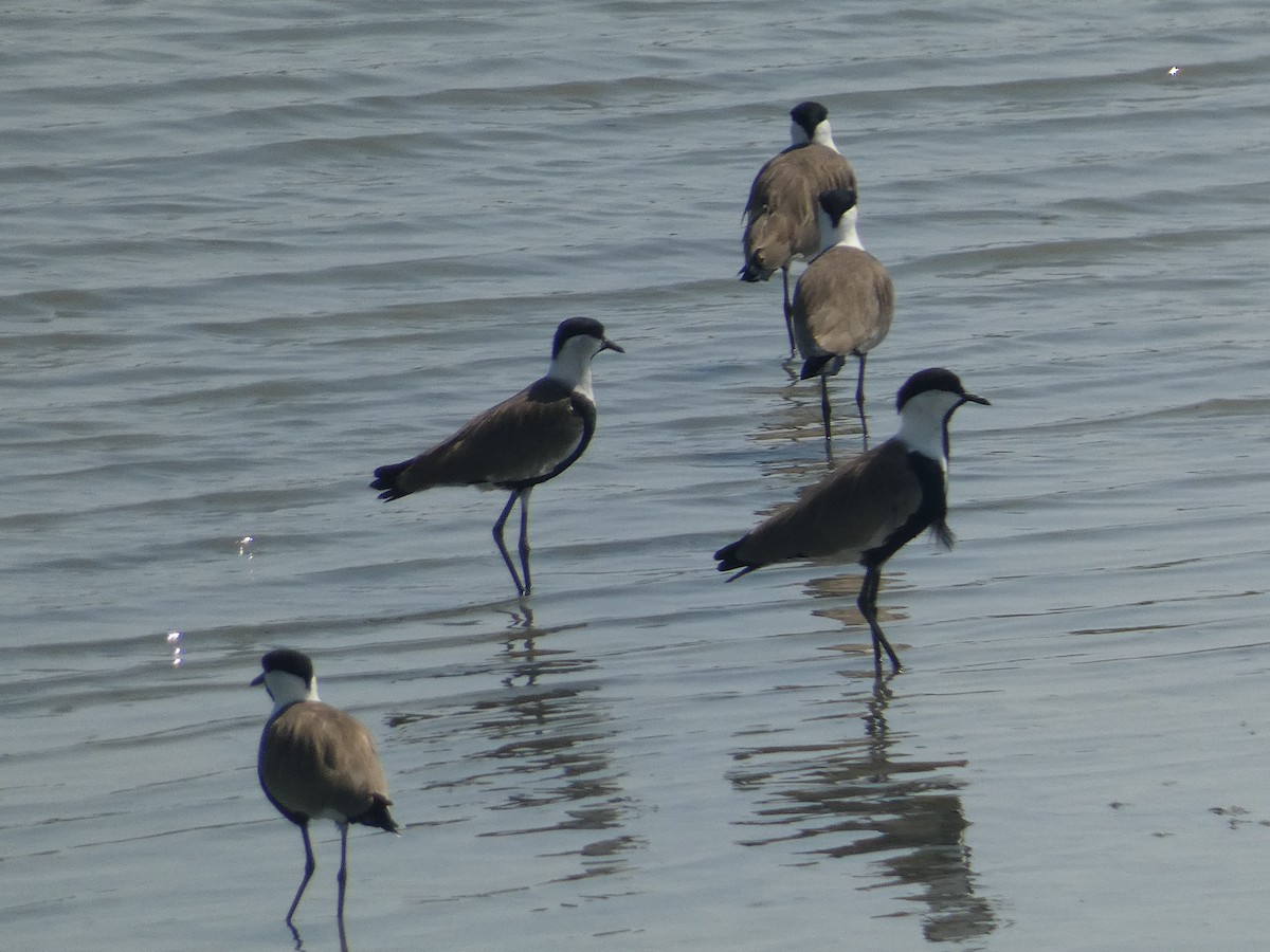 Spur-winged Lapwing - ML608349827