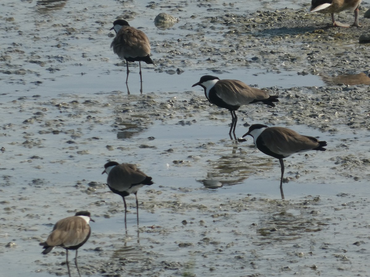 Spur-winged Lapwing - ML608349828