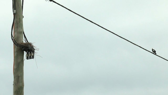 Avustralya Saksağanı (dorsalis) - ML608349893