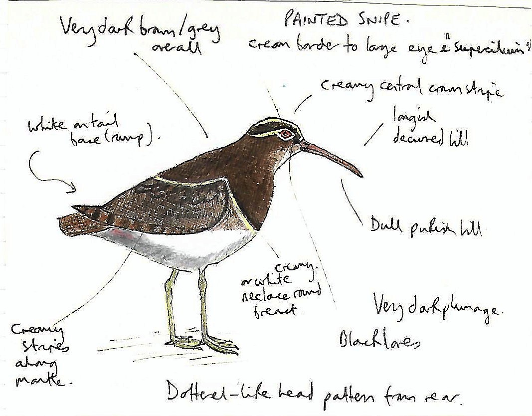 Greater Painted-Snipe - ML608349985