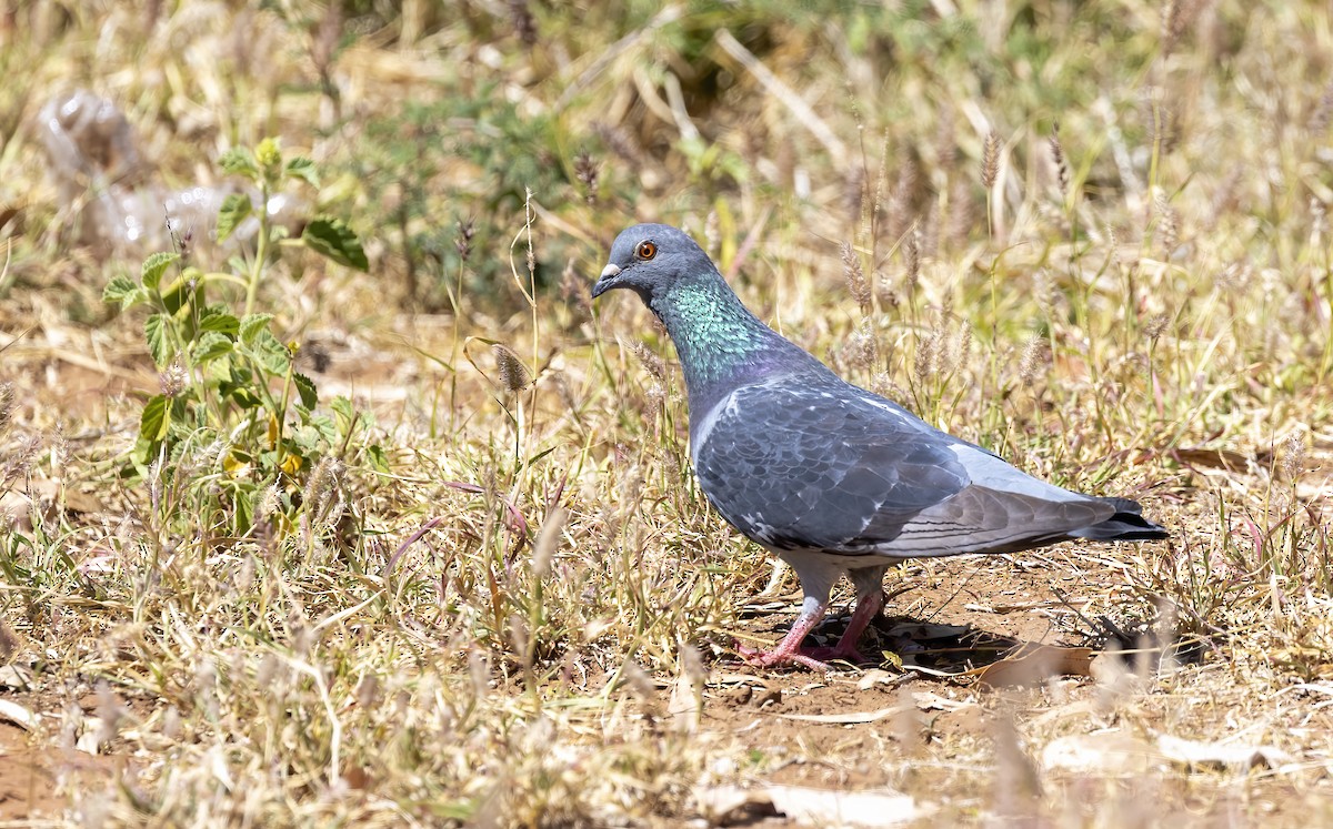 Rock Pigeon (Feral Pigeon) - ML608350059