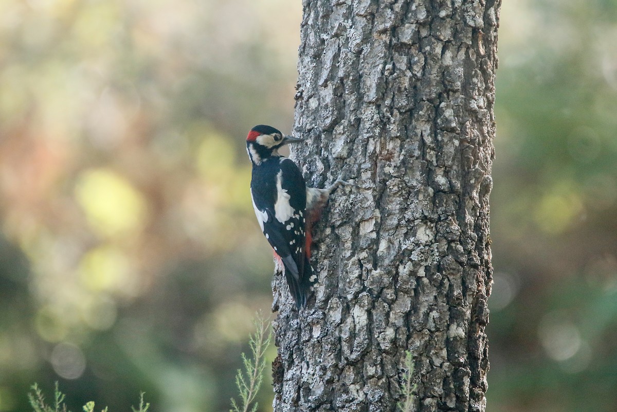 Great Spotted Woodpecker - ML608350266