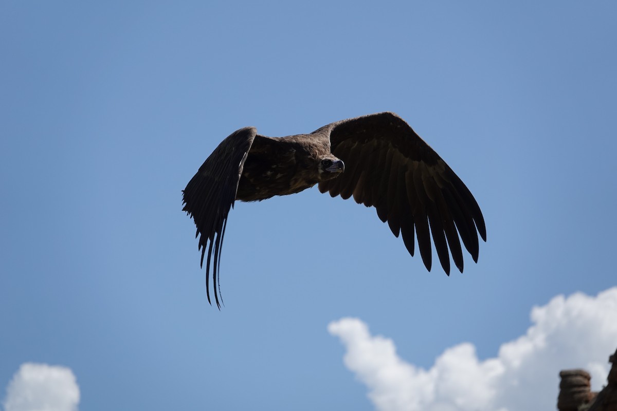 Cinereous Vulture - ML608350297