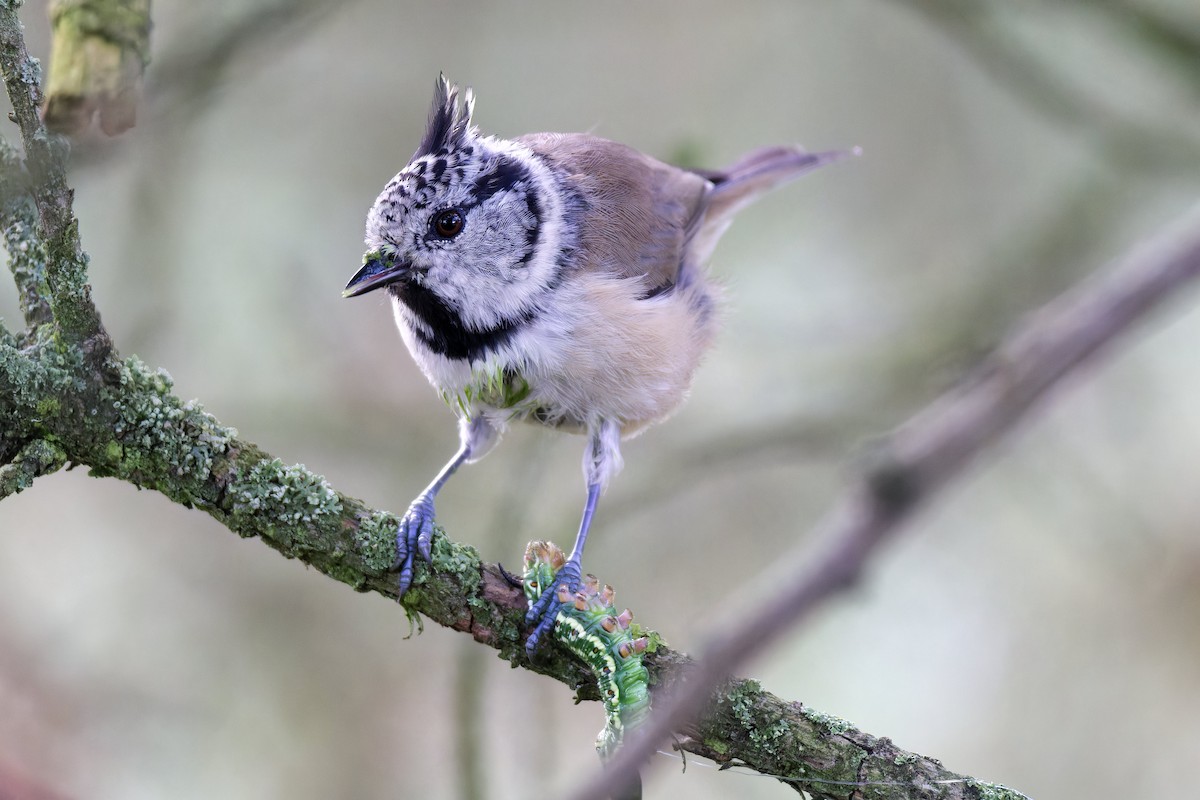Crested Tit - ML608350921