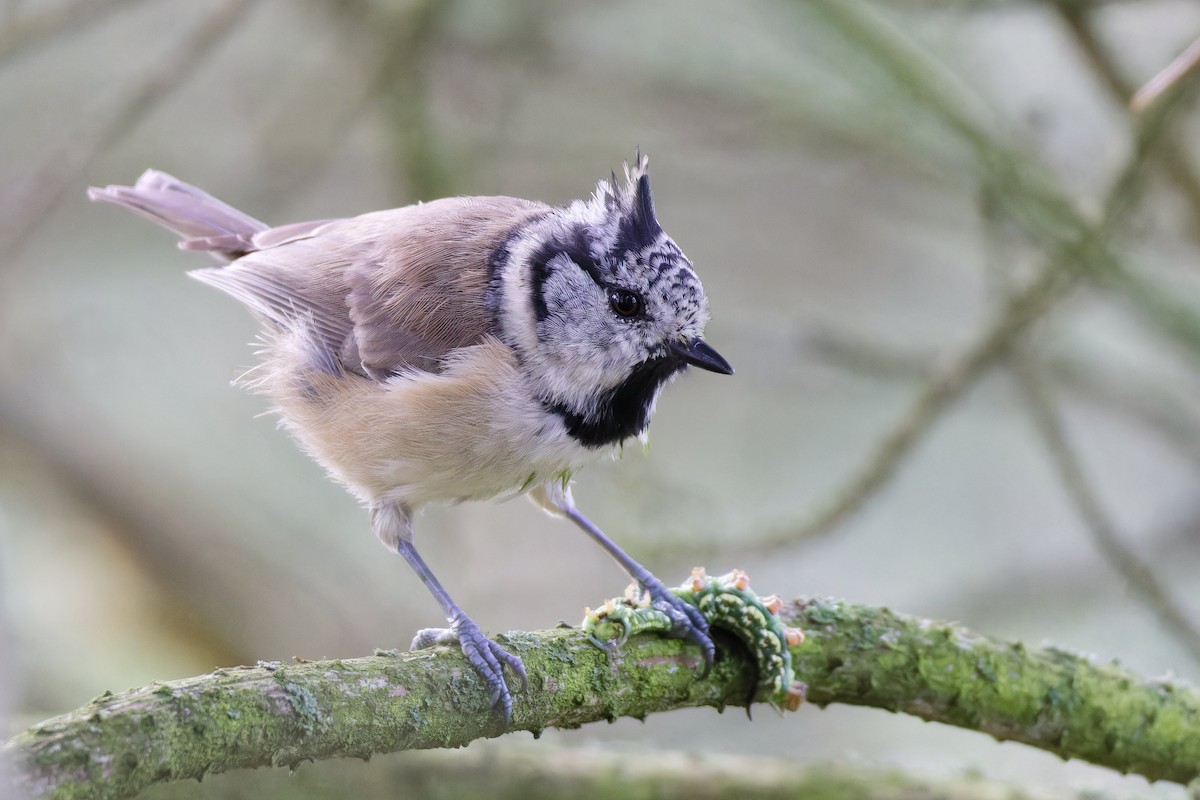 Crested Tit - ML608350922