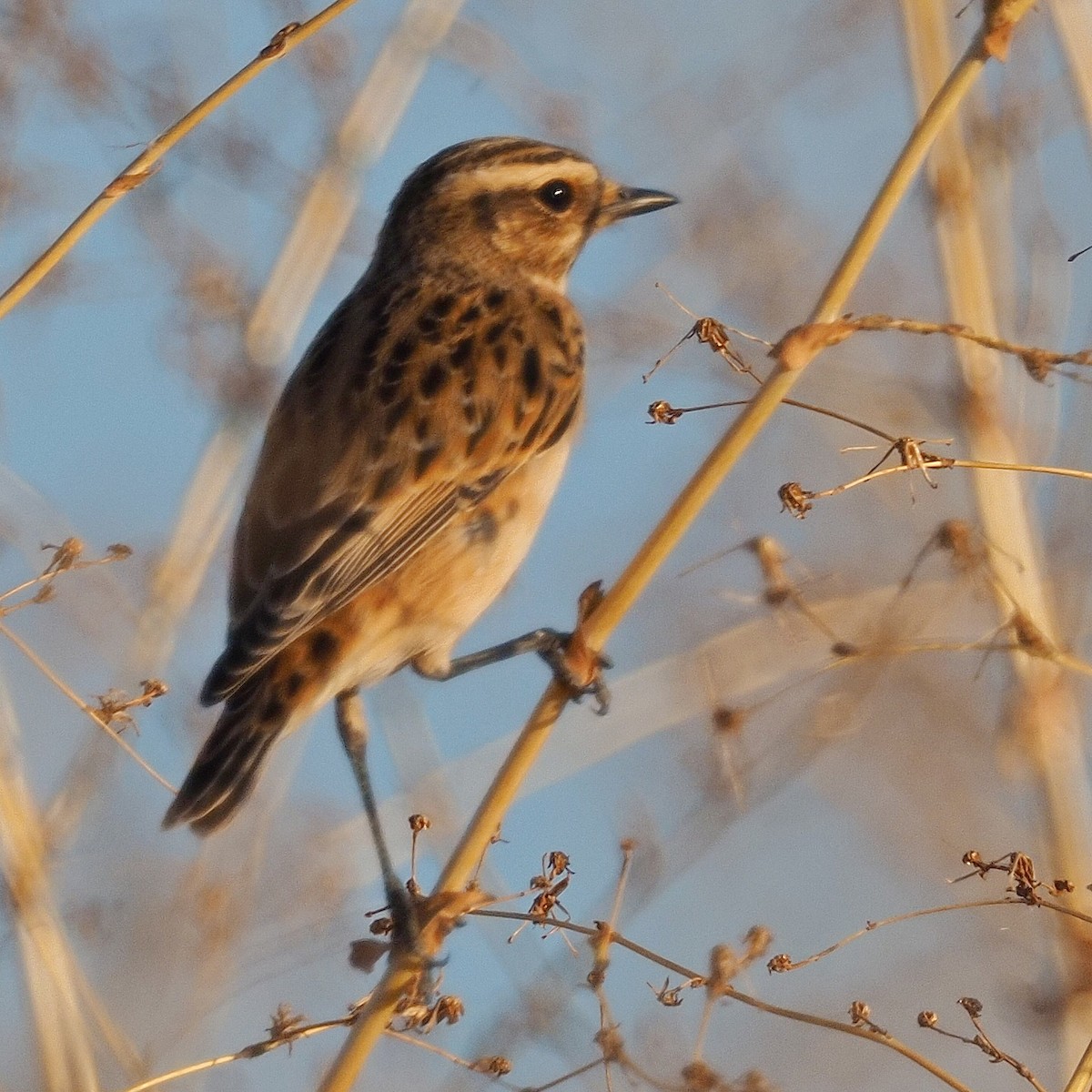 Whinchat - ML608351020