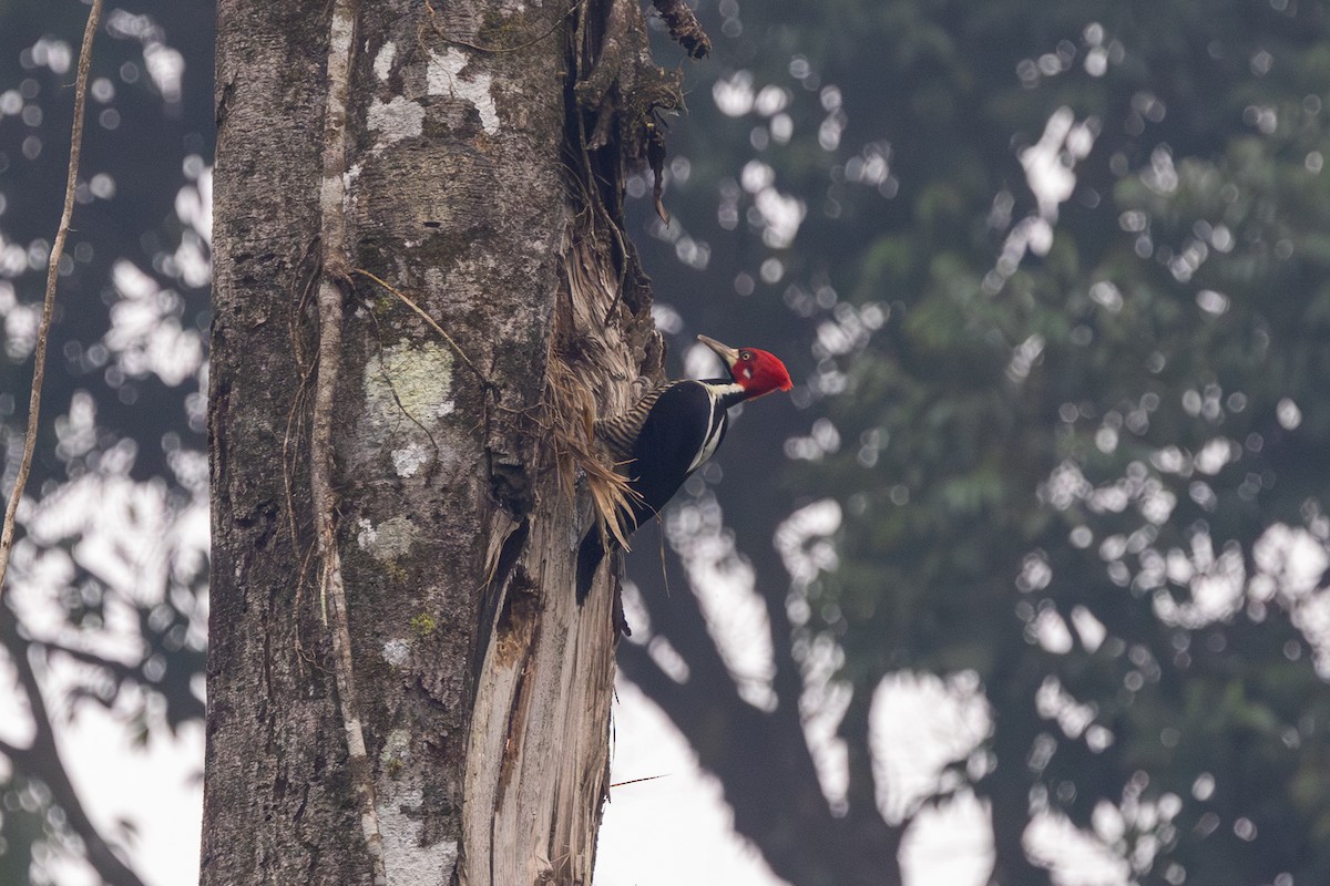 Crimson-crested Woodpecker - ML608351154