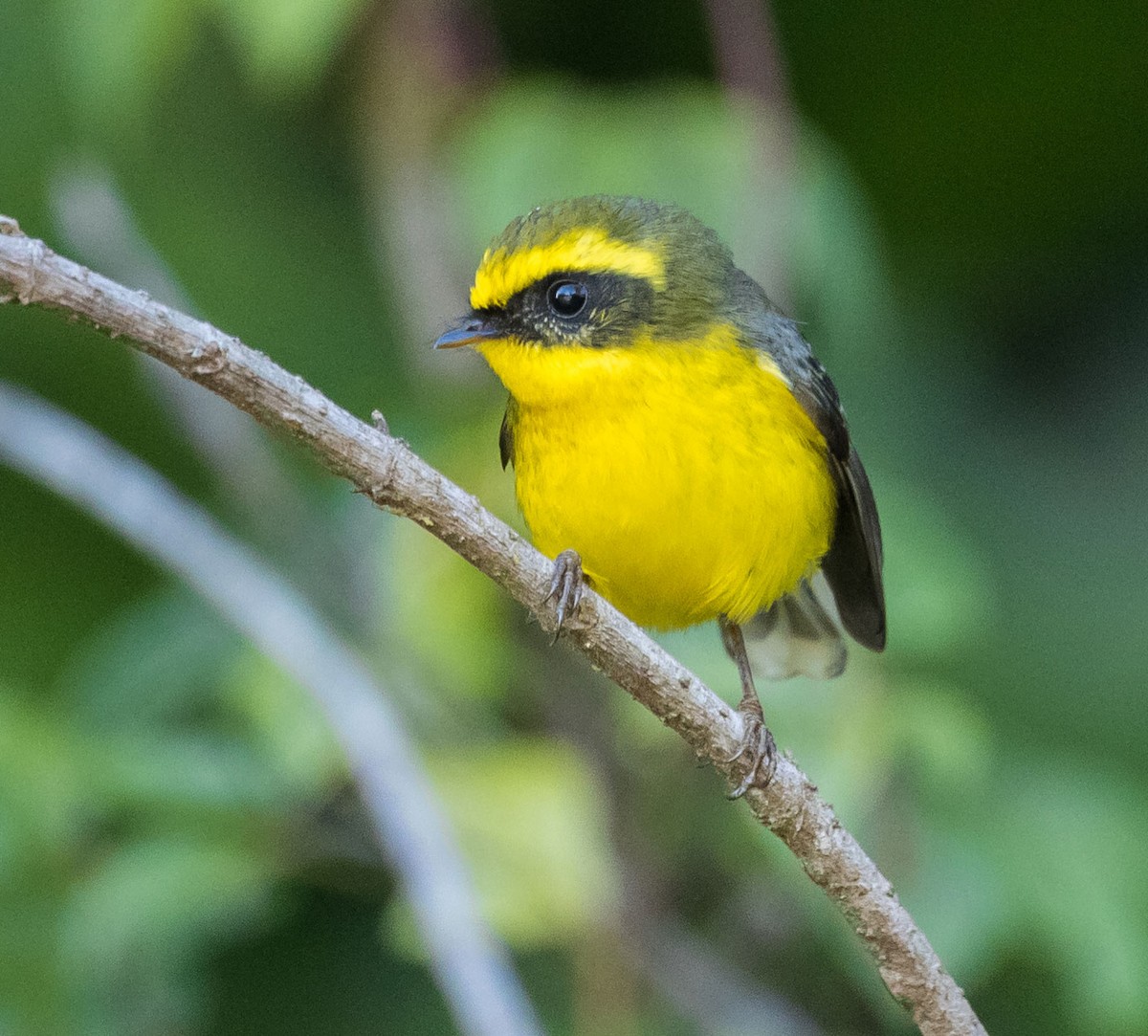 Yellow-bellied Fairy-Fantail - ML608351280
