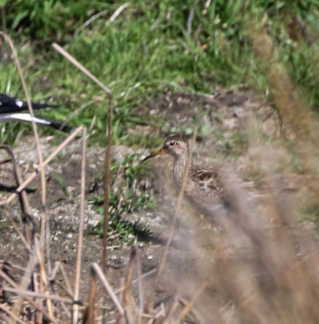 Ebird Australia Checklist Sep Jwnr Paddocks East Species