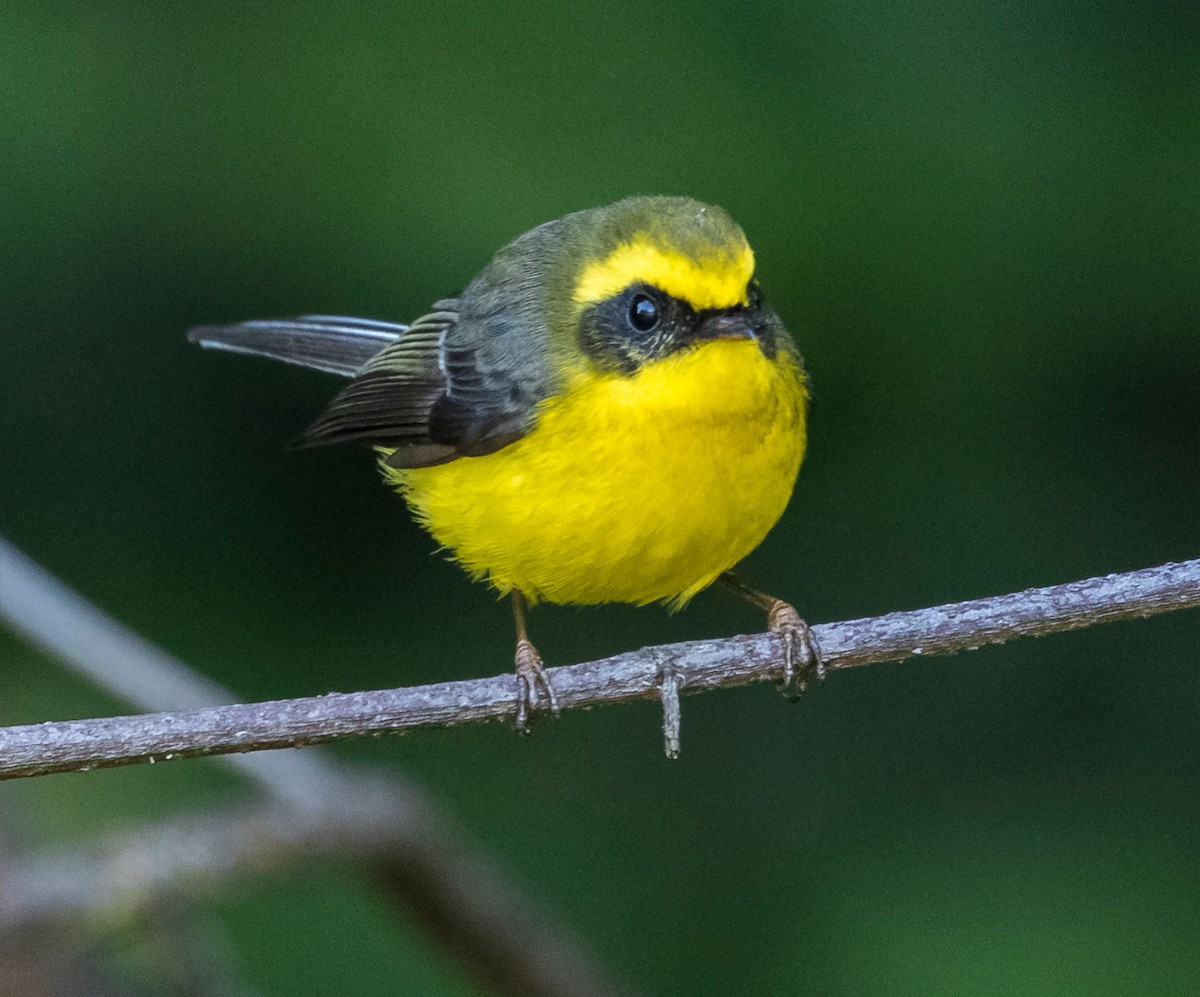 Yellow-bellied Fairy-Fantail - ML608351390