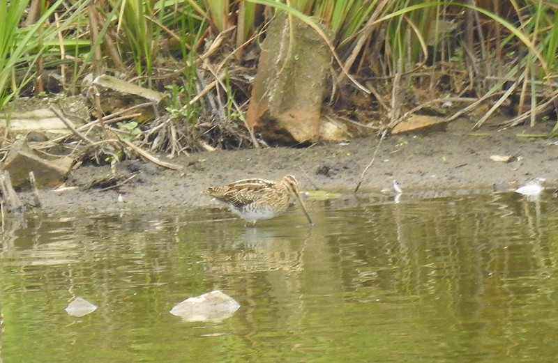 Common Snipe - Andy Hannaford