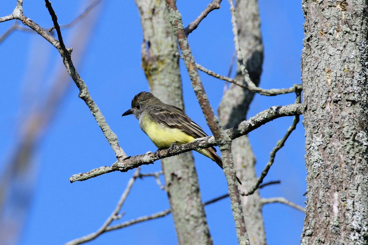 Great Crested Flycatcher - ML608351692